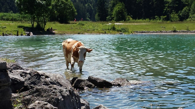 Sommerliche Erfrischung am Walchensee bei Sachenbach