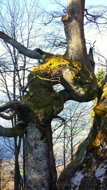 Baum beim Aufstieg zum Heubergt