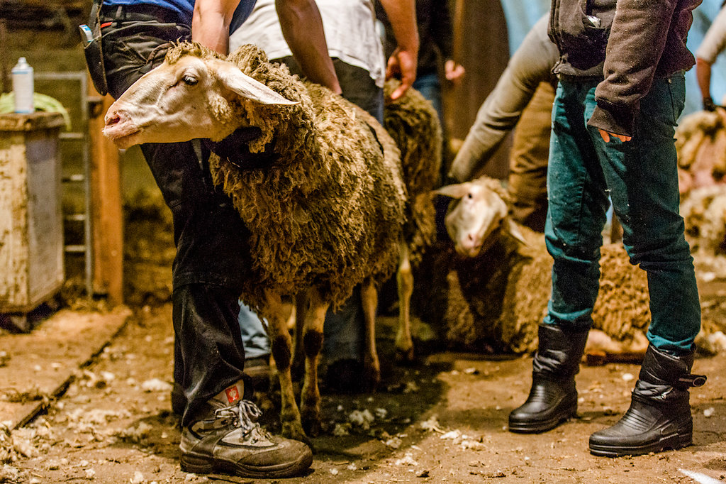 Wo kommt die Wolle her - zu Gast bei einer Schafschur mit Kaipara