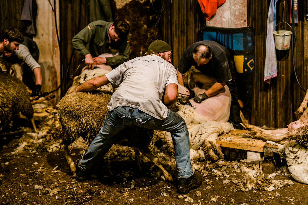 Wo kommt die Wolle her - zu Gast bei einer Schafschur mit Kaipara
